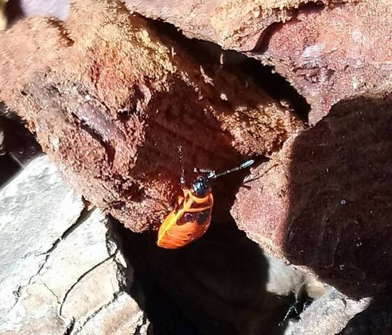 Quelle sorte d'insectes 