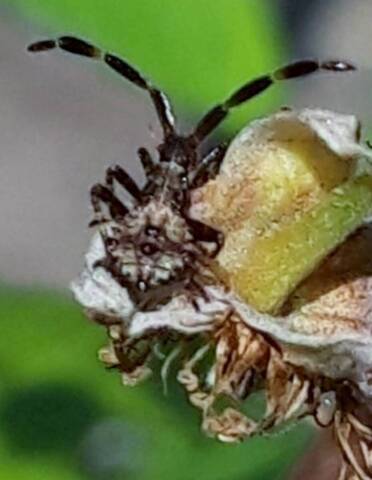 Insectes sur les framboises