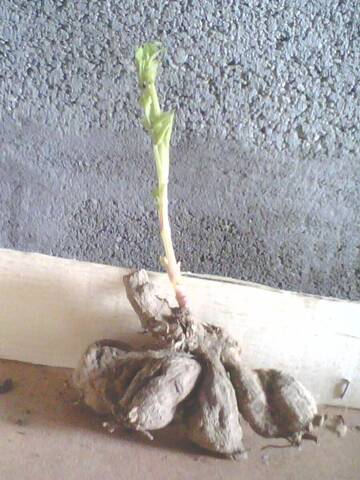 Rhizomes de dahlias oubliés