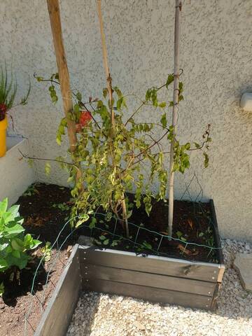 Mon forsitia précipité du jour au lendemain