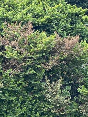 Mon ulmus hollandica dépérit