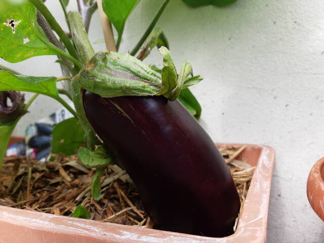 Aubergine pédoncule