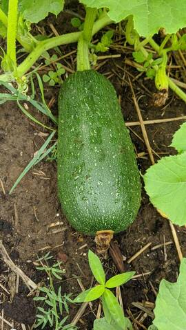 Courges spaghetti
