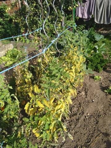 Pieds de tomates ont ils le mildiou.....?