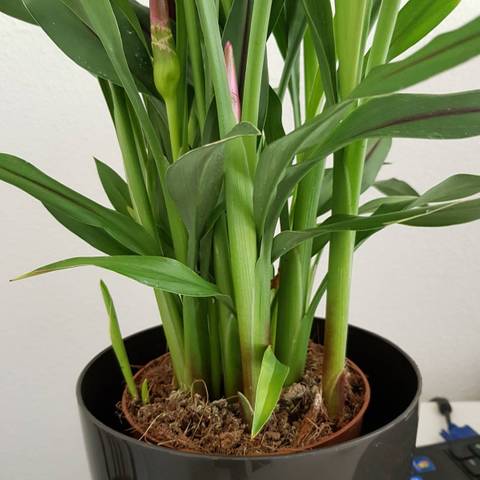Planter un curcuma