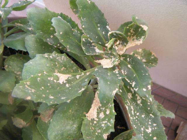 Taches sur sedum