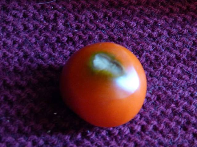 Comment sauver mes tomates ?