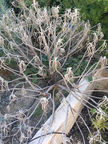 Echium fastuosum