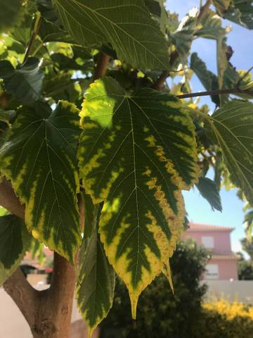 F A Q Feuilles Jaunes Platane Murier