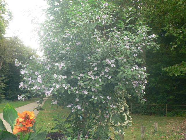 Noms des plantes 