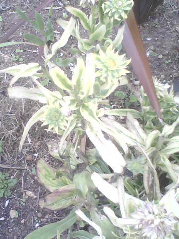 Rudbeckia décoloré