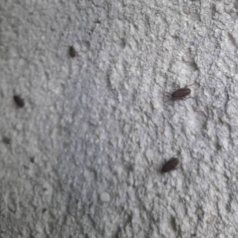 Petits insectes 