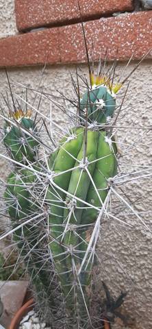 Cactus qui se déforment