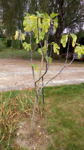 Figuier qui ne pousse pas.