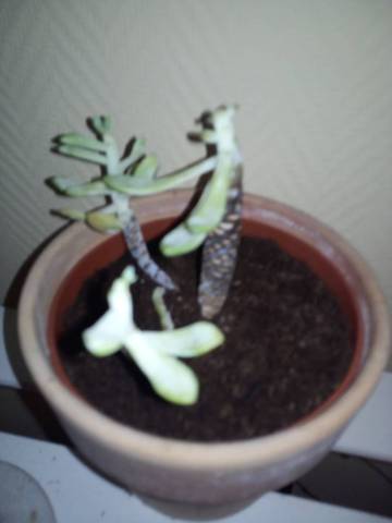 Ma succulente