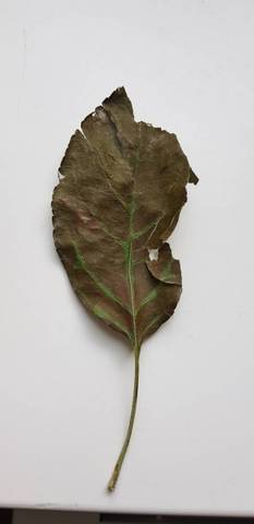 Feuilles qui noircissent avec photo