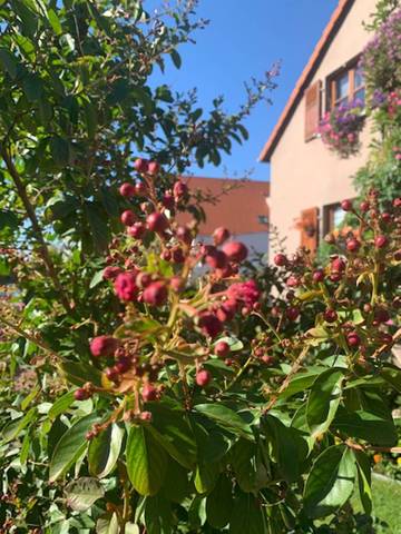 Lagerstroemia a du mal....