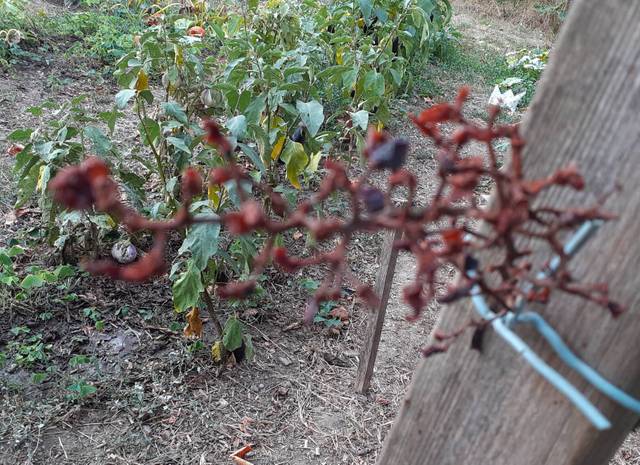 Raisins perdus