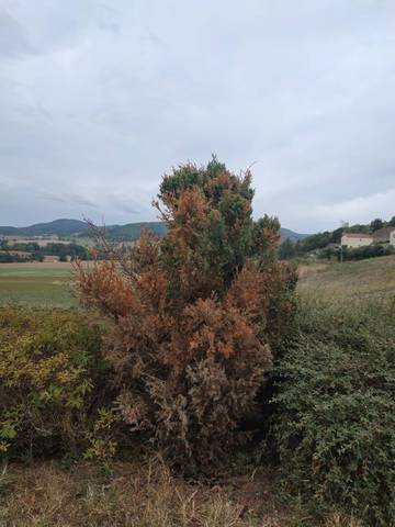 Conifère qui dessèche