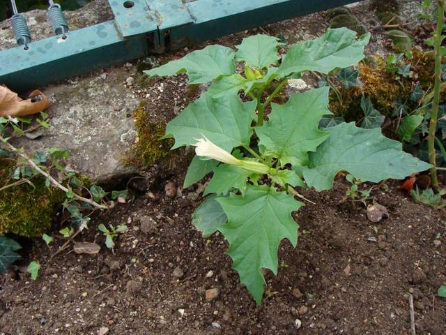Identifier cette plante