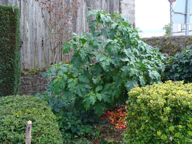 Identifier cette plante