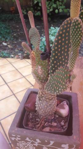 Cactus maladie ?