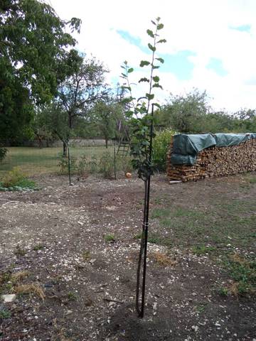 Plantation arbre fruitier