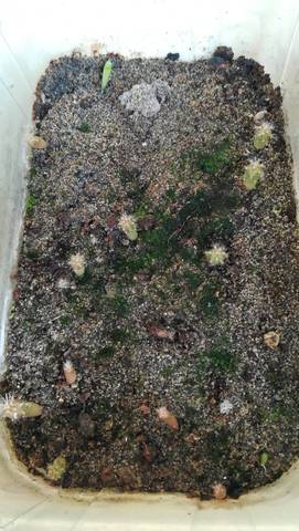 Tres jeune cactus brun