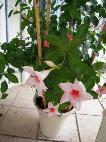 Plante fleurie inconnue
