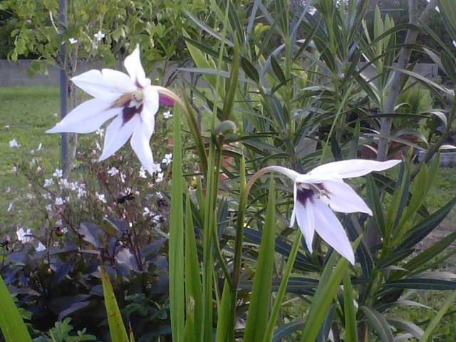 Crocosmia surprise