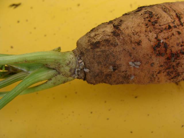 Poux sur les carottes