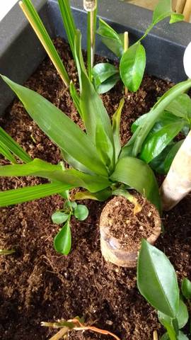 Un tronçon de yucca enterré