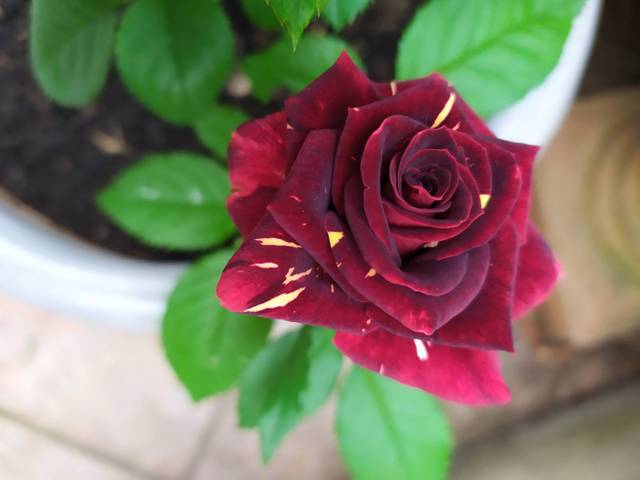 Rosier aux feuilles mangées