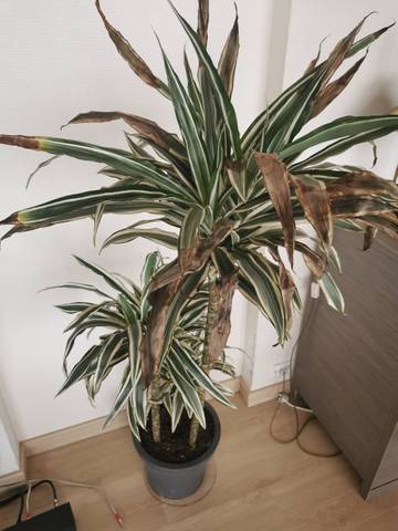 Tâches marron plante mourante