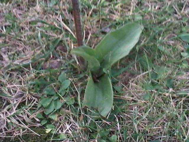 Transplanter une orchidée sauvage
