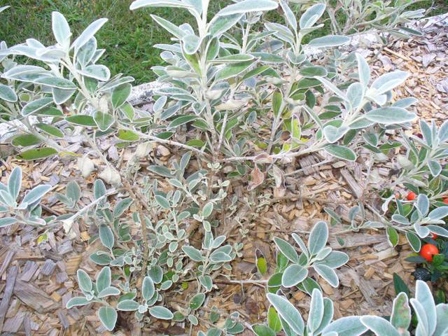 Nom de cette plante