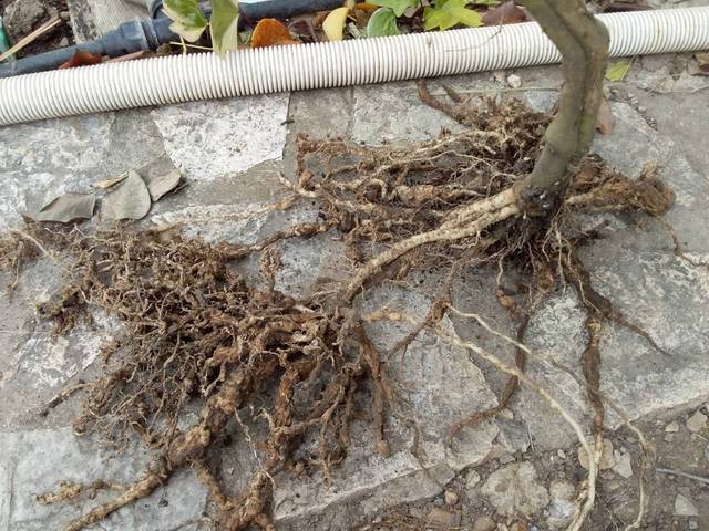 Boursouflures sur racines des tomates 