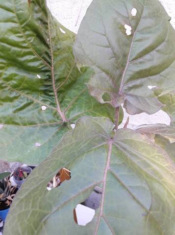Feuilles de poivrons dévorées