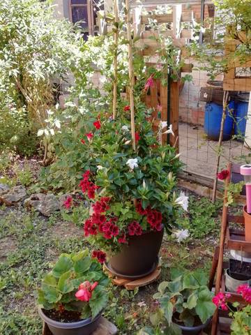 Taille plantes gelives