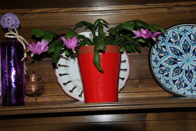 Ma plante a du mal à fleurir
