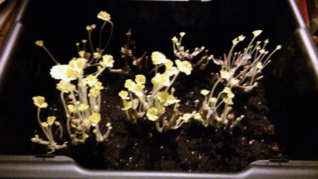 Hivernage des geraniums