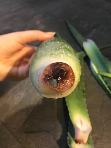 Aloé verra rongé de l’intérieur 
