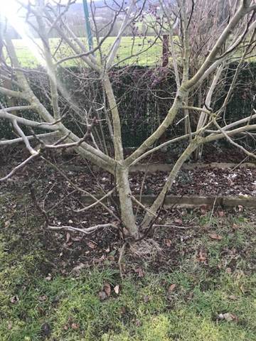 Figuier à transplanter