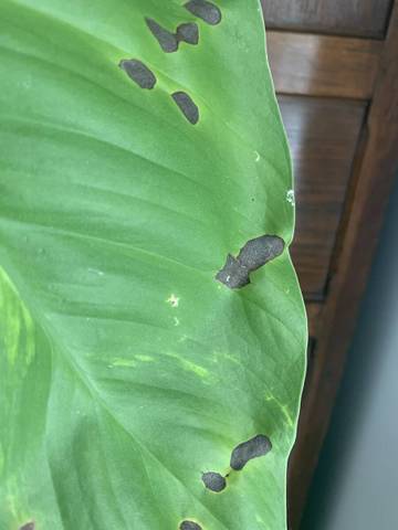 Feuille verte