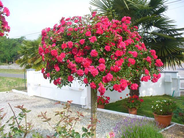 Variété rosier tige