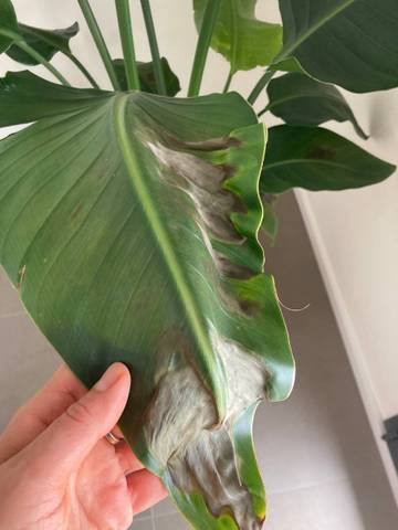 Strelitzia qui ne va pas bien