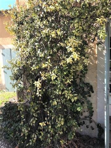 Mon jasmin dépérit