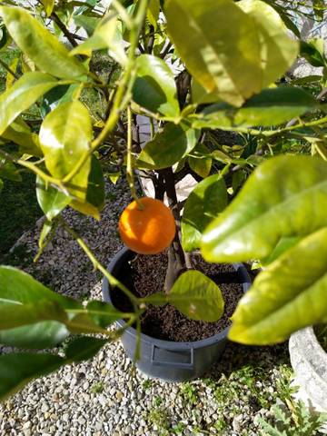 Mon citronnier fait des fruits comme une mandatine