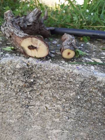 J ai taillé ma vigne