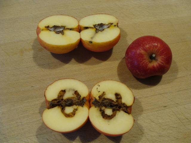 Pommes véreuses